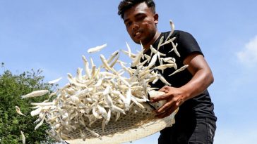 IMG 20230530 095134 6 x 4 inch