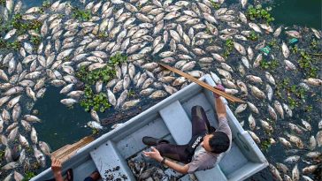 UTU TRG ikan mati 002 scaled 1