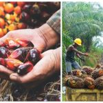 Harga minyak sawit mentah diunjur sekitar RM3,800 satu tan metrik tahun ini - Kenanga Research 9 sawit