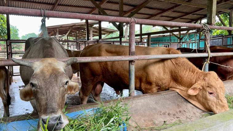 Bekalan ternakan untuk korban mencukupi 1 341266328 1276275783322529 5343845094067841031 n