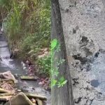 Gerai kotor, diubah suai secara haram 10 IMG 20230630 WA0024