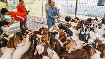 IMG 20230629 110305 800 x 500 pixel