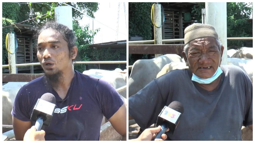 Permintaan lembu korban merosot lebih 50 peratus 2 penternak