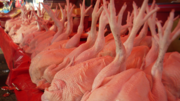 Ayam segar