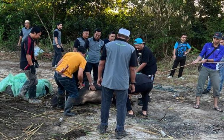 IMG 20230702 121635 800 x 500 pixel