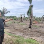 IMG 20230705 110356 800 x 500 pixel