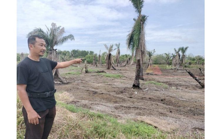 IMG 20230705 110356 800 x 500 pixel