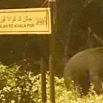 beruangkubur 1690696531 2