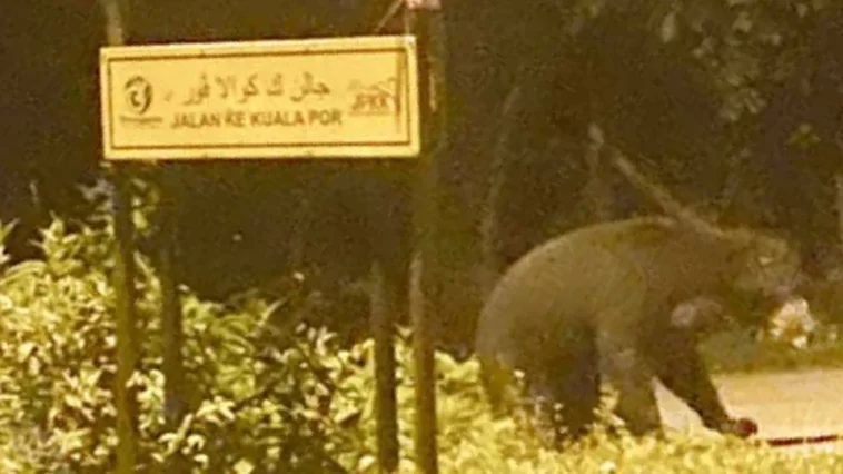 beruangkubur 1690696531 2