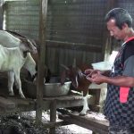 kambing 3