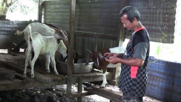 kambing 3