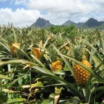 pineapple field www.mycommunitylender .net