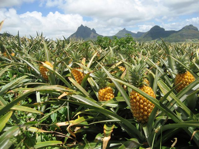 pineapple field www.mycommunitylender .net