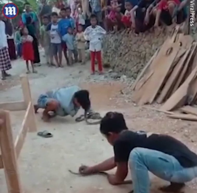 Pemuda maut jadi mangsa ular peliharaan sendiri 1 ular 2