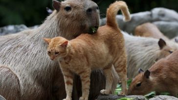 IMG 20230808 184013 800 x 500 pixel