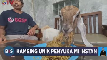 IMG 20230809 191628 800 x 500 pixel