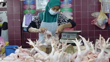 IMG 20230815 082550 800 x 500 pixel