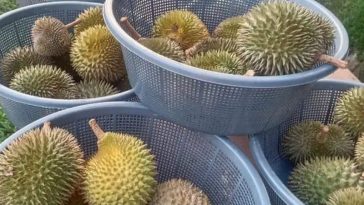 IMG 20230820 144124 800 x 500 pixel