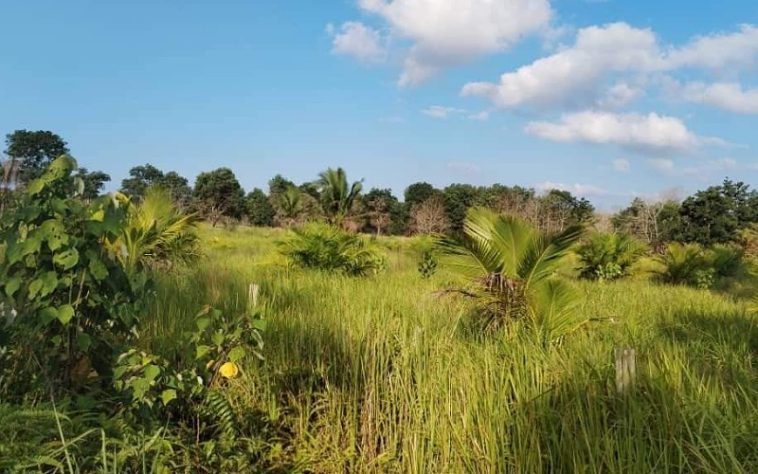 IMG 20240328 130731 800 x 500 pixel