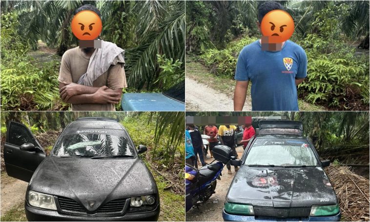 CURI SAWIT